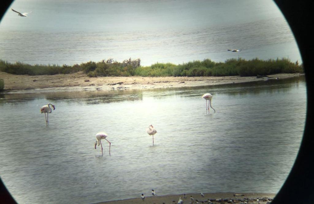 delta ebro flamingi